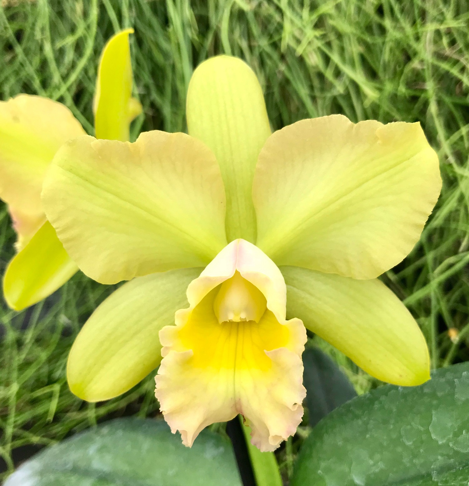 Blc. Waikiki Gold Lea