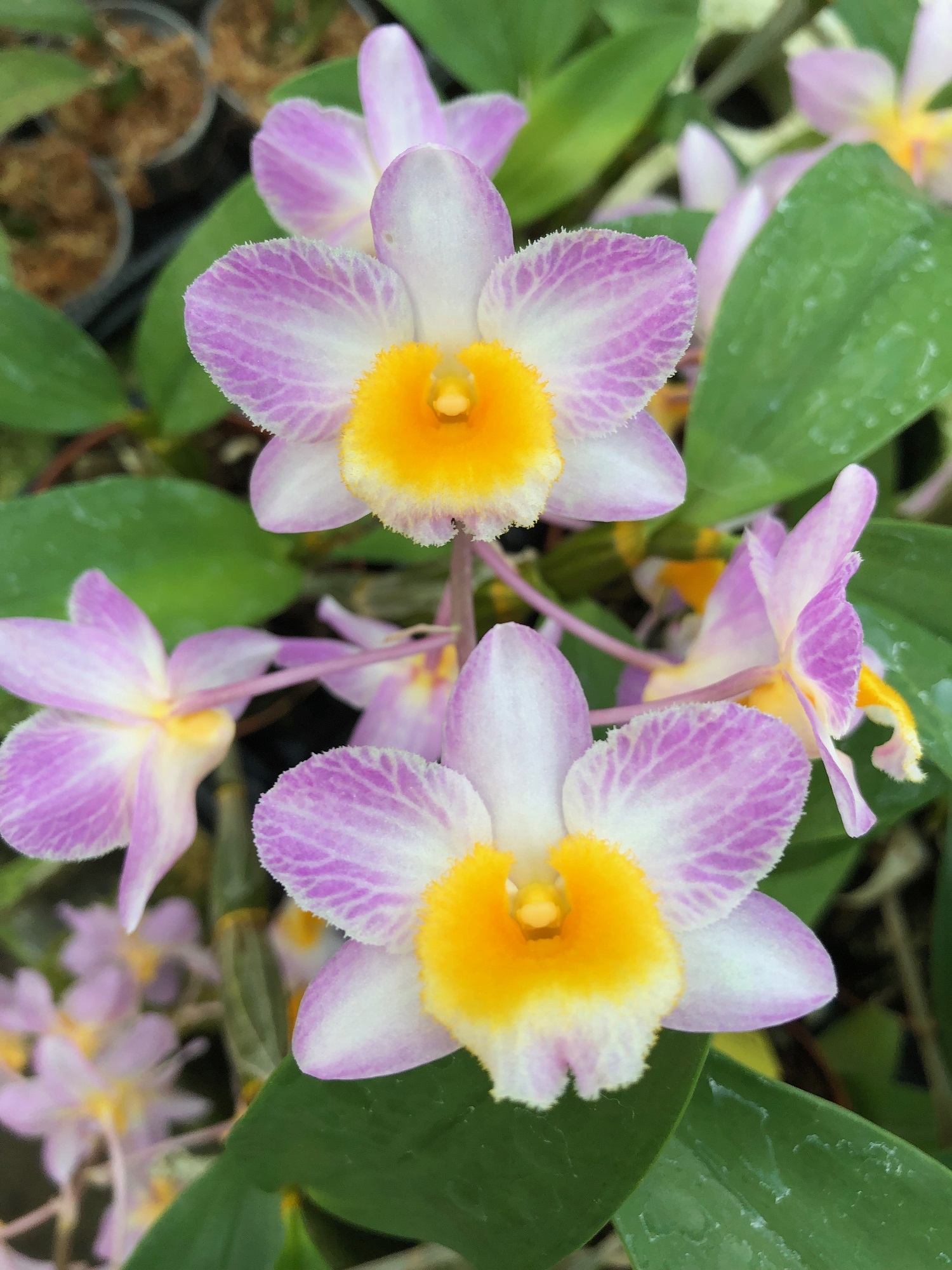 Den. Mem. Christa Erdmann x Mousmee (1)